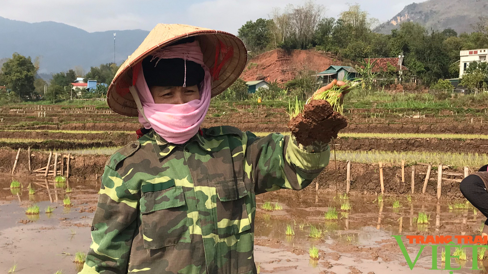 Nắng ấm, nông dân Yên Châu hối hả xuống đồng cấy lúa xuân - Ảnh 4.