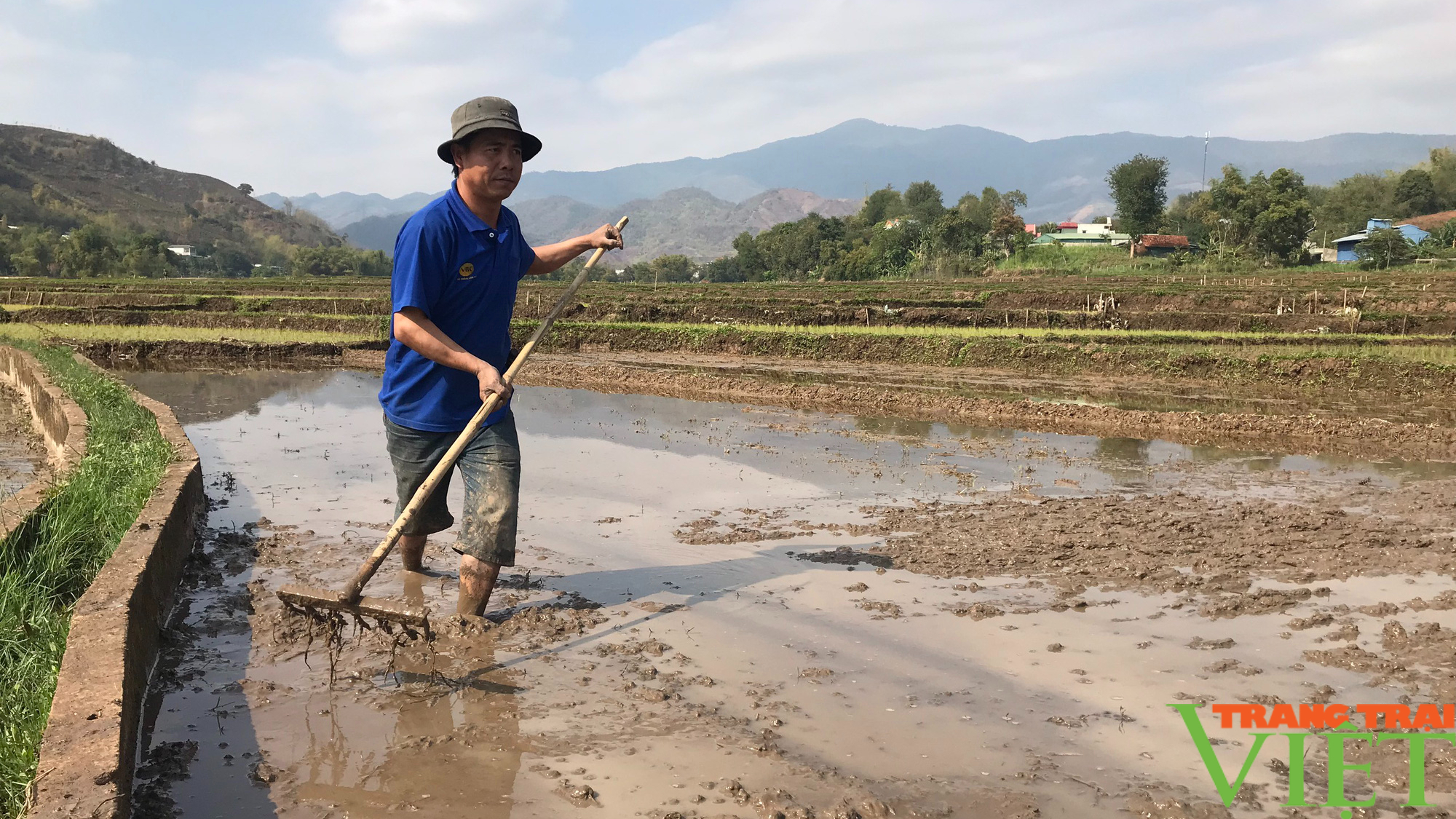 Nắng ấm, nông dân Yên Châu hối hả xuống đồng cấy lúa xuân - Ảnh 2.