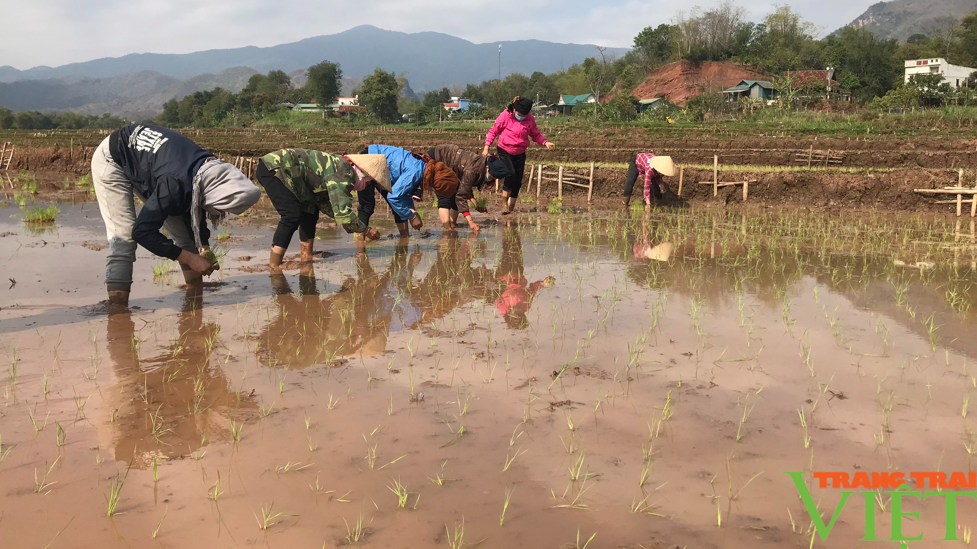 Nắng ấm, nông dân Yên Châu hối hả xuống đồng cấy lúa xuân - Ảnh 6.