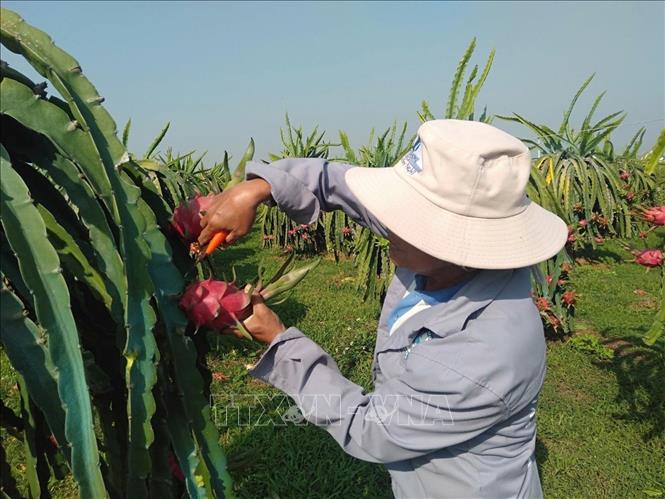 Trung Quốc đóng biên đến 5/3, Bình Thuận tồn 13.000 tấn thanh long - Ảnh 2.