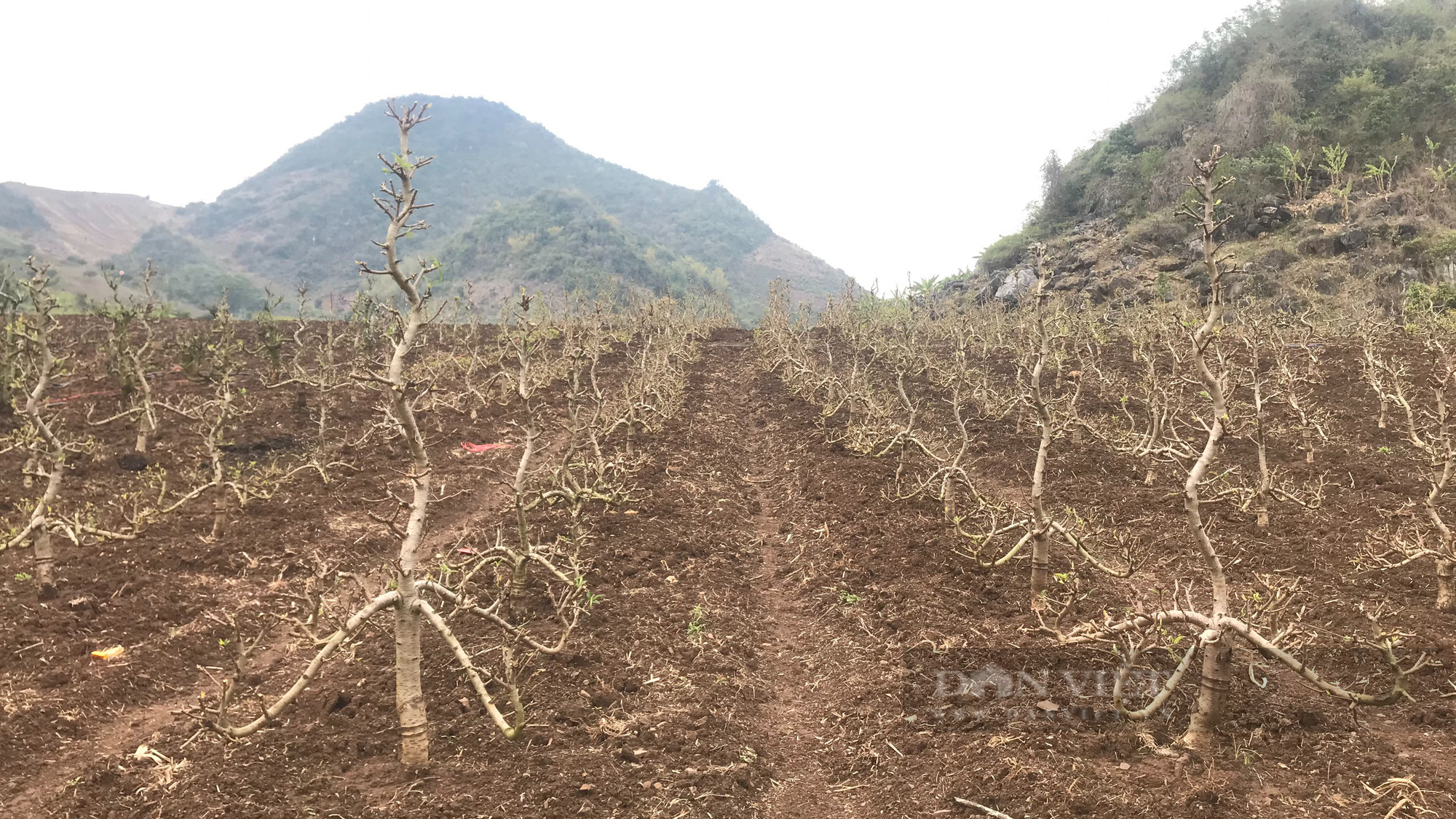Sơn La: Người trồng đào tất bật vào vụ mới &quot;Đánh bạc với trời&quot; - Ảnh 3.