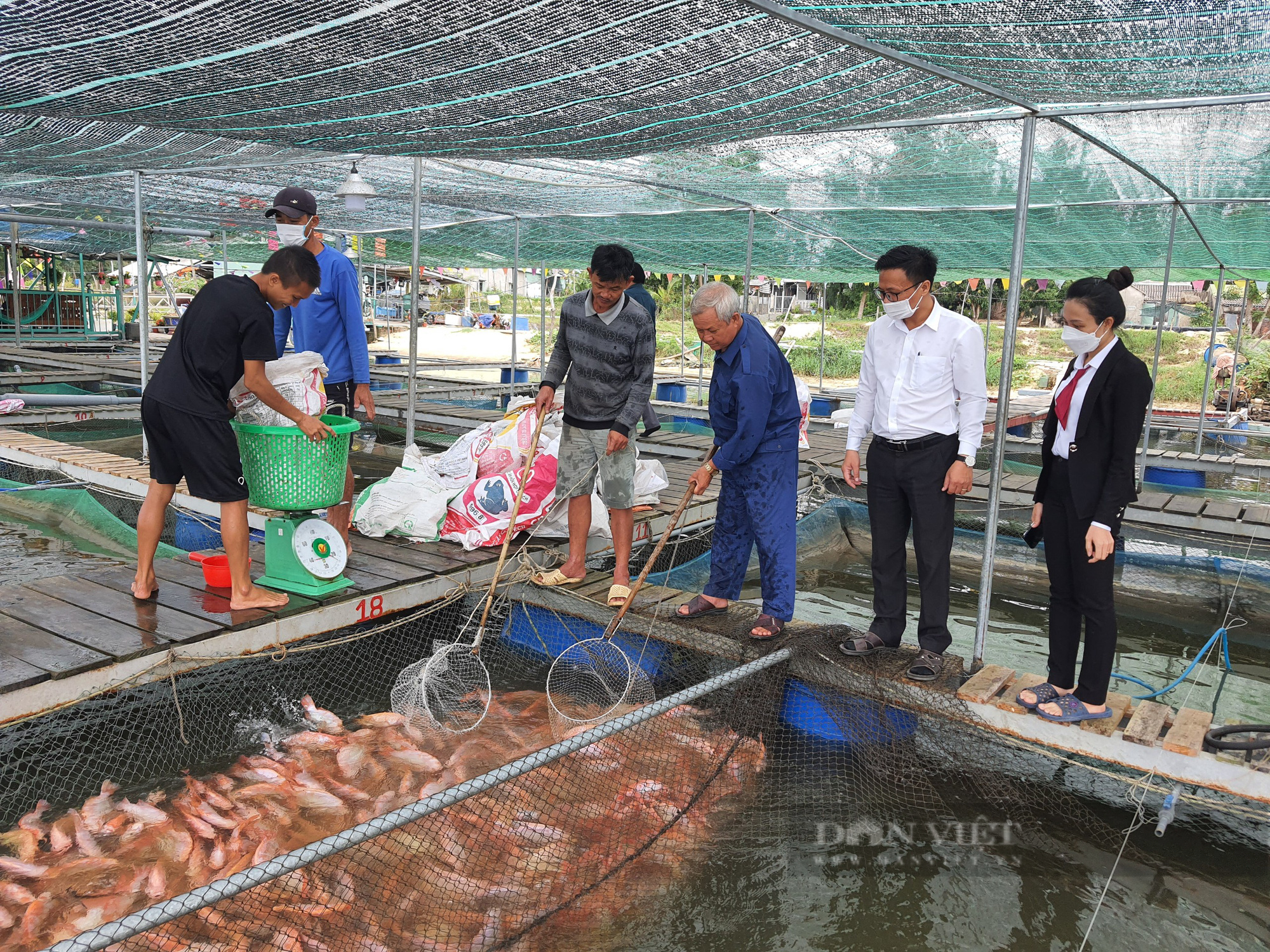 Nông xứ Quảng có cuộc sống “thong thả” nhờ loài cá dễ nuôi - Ảnh 3.