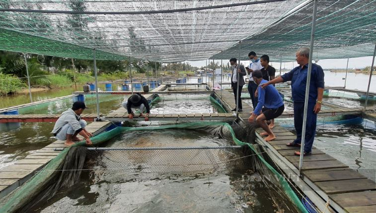 Nông xứ Quảng có cuộc sống “thong thả” nhờ loài cá dễ nuôi - Ảnh 7.