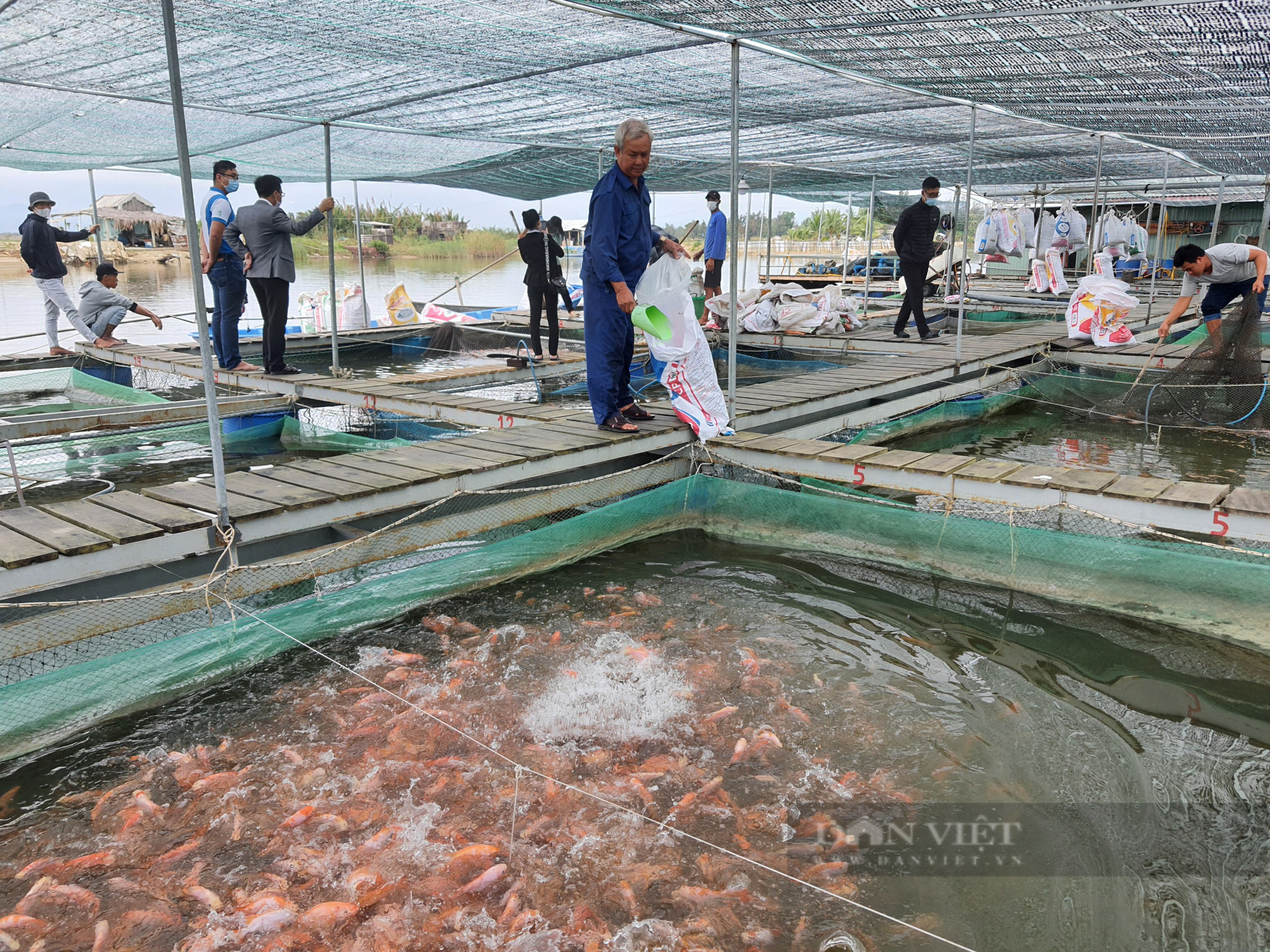 Nông xứ Quảng có cuộc sống “thong thả” nhờ loài cá dễ nuôi - Ảnh 2.