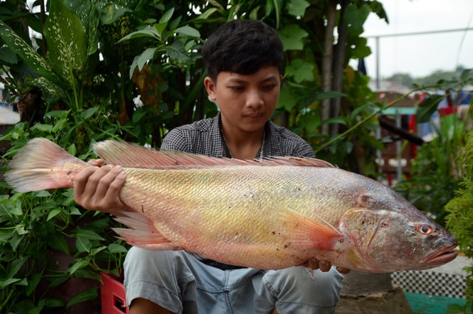 5 loài cá quý hiếm và đắt đỏ bậc nhất Việt Nam: Loài số 1 và số 5 khó phân thắng bại - Ảnh 1.