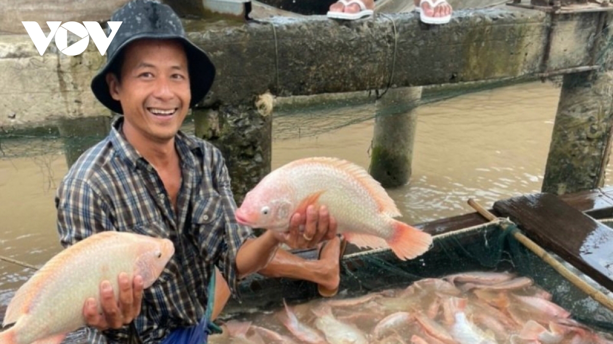 Giá cá sụt giảm, thương lái "mất dạng", dân nuôi cá lồng bè lo đứng lo ngồi - Ảnh 2. Giá cá sụt giảm, thương lái "mất dạng", dân nuôi cá lồng bè lo đứng lo ngồi - Ảnh 2.