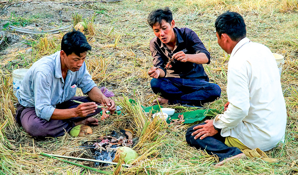 Nghề lạ: Giậm cù bắt chuột, nhậu ngay tại ruộng - Ảnh 1. Nghề lạ: Giậm cù bắt chuột, nhậu ngay tại ruộng - Ảnh 1.