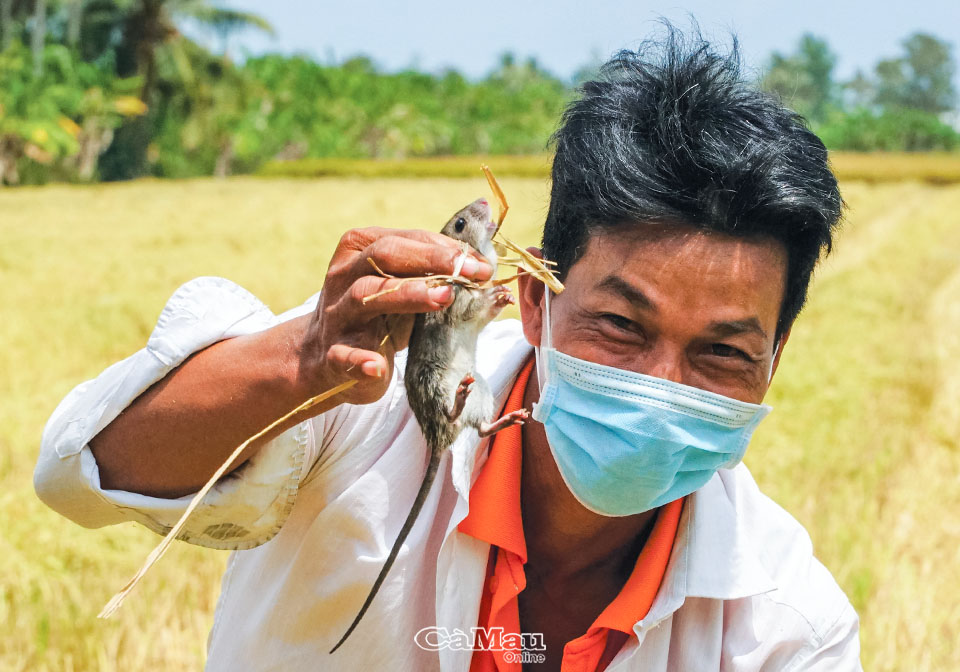 Nghề lạ: Giậm cù bắt chuột, nhậu ngay tại ruộng - Ảnh 3. Nghề lạ: Giậm cù bắt chuột, nhậu ngay tại ruộng - Ảnh 3.