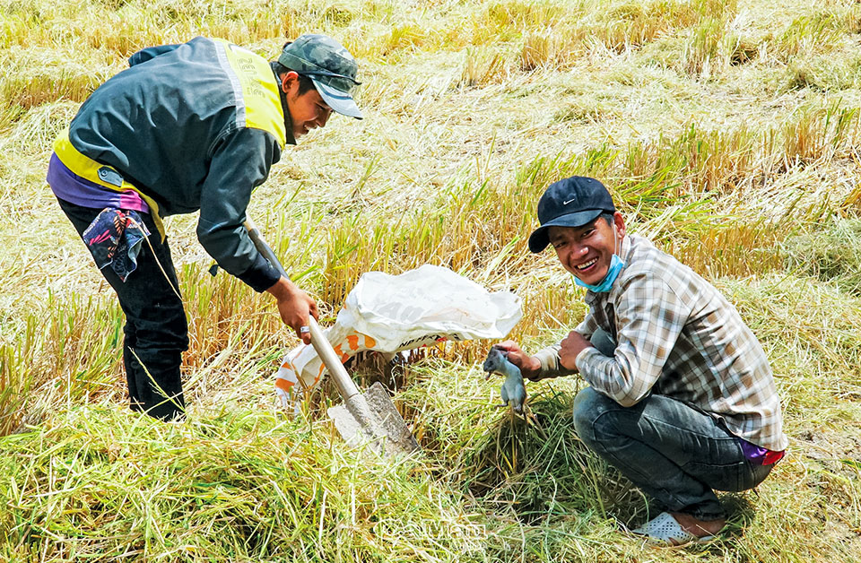 Nghề lạ: Giậm cù bắt chuột, nhậu ngay tại ruộng - Ảnh 2. Nghề lạ: Giậm cù bắt chuột, nhậu ngay tại ruộng - Ảnh 2.