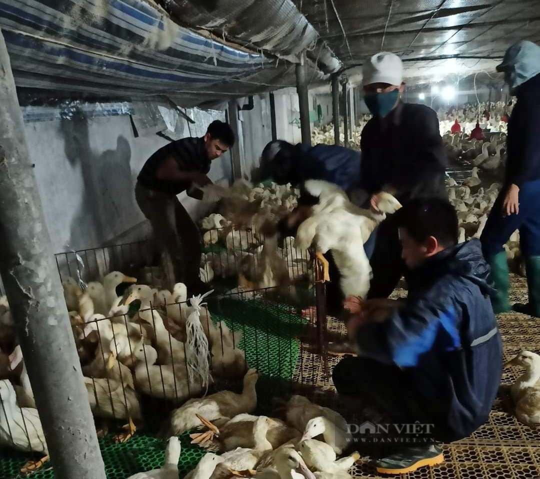 Giá gia cầm hôm nay 28/2: Giá gà công nghiệp nhích lên, giá vịt ở mức thấp, người nuôi lỗ nặng - Ảnh 2.