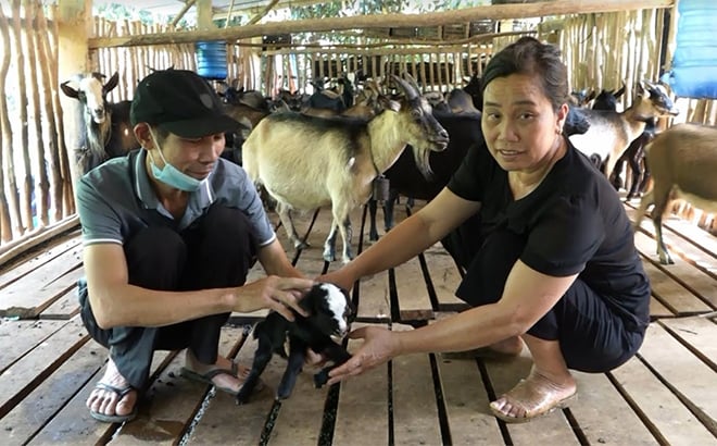 Ông nông dân Yên Bái ở trong Khe Dứa trồng cây gì, nuôi con đặc sản gì mà có tầm 15 tỷ trong tay? - Ảnh 1.