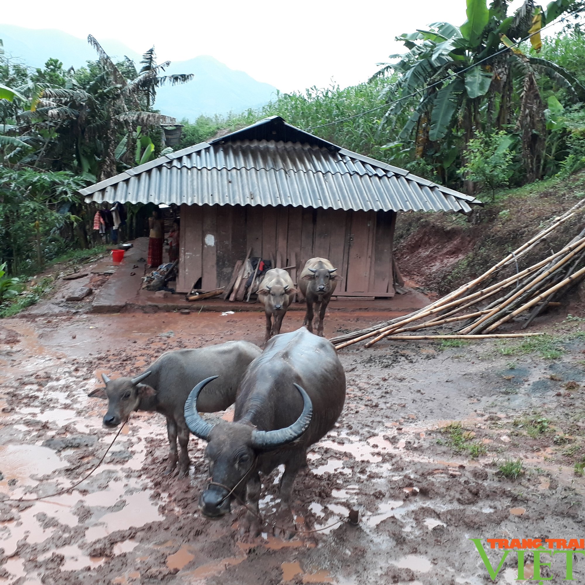 Dị nhân Long Võ và những nỗ lực làm đẹp cho đời - Ảnh 4. Dị nhân Long Võ và những nỗ lực làm đẹp cho đời - Ảnh 4.