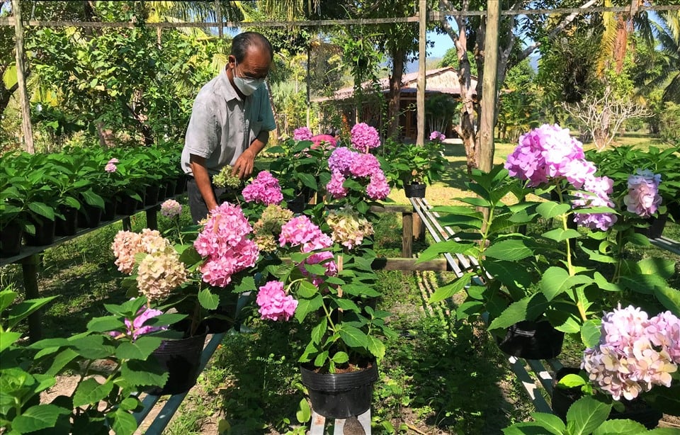 Trồng thành công loài hoa xứ lạnh ở Phú Quốc, người Đà Lạt đến xem phục lăn ông nông dân Kiên Giang - Ảnh 1.