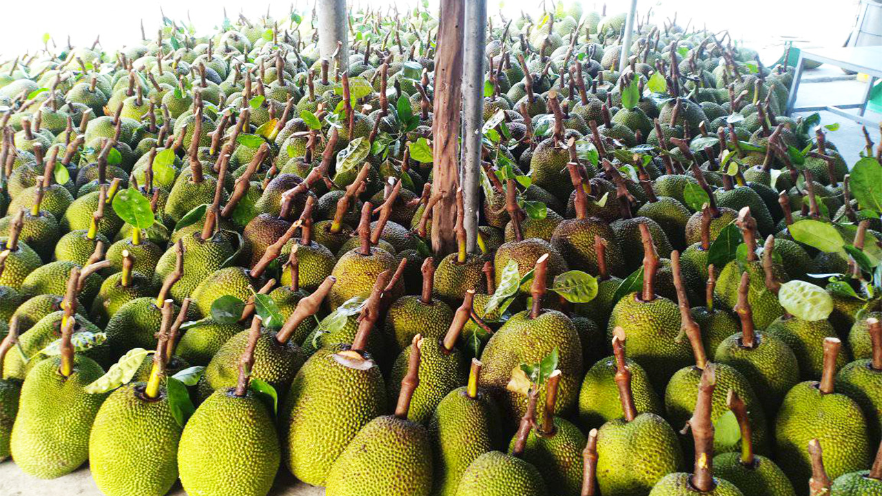 Giá mít Thái hôm nay 5/2: Giá mít Tiền Giang cao nhất tại vườn 20.000 đồng/kg, nhiều thương lái và vựa thông báo khai trương - Ảnh 1.