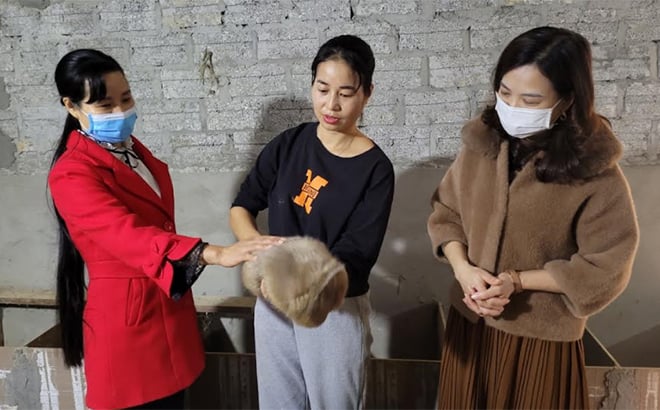 Nuôi con đặc sản đẻ sòn sòn, &quot;chưa cười đã thấy răng&quot;, chỉ ăn lá tre, cọng cỏ, bán làm giống giá 1-3 triệu/cặp - Ảnh 1.