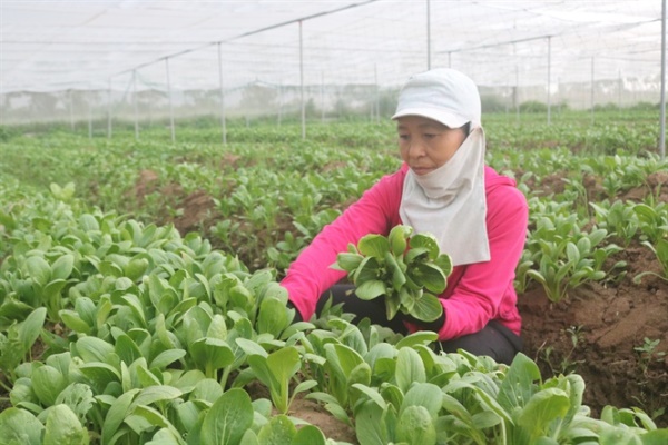 tannien/Rót vốn trồng rau công nghệ cao - Ảnh 1.