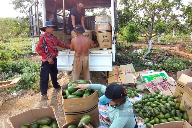 taannien/ Rời nước Pháp hoa lệ về Bình Phước... trồng bơ - Ảnh 3. taannien/ Rời nước Pháp hoa lệ về Bình Phước... trồng bơ - Ảnh 3.