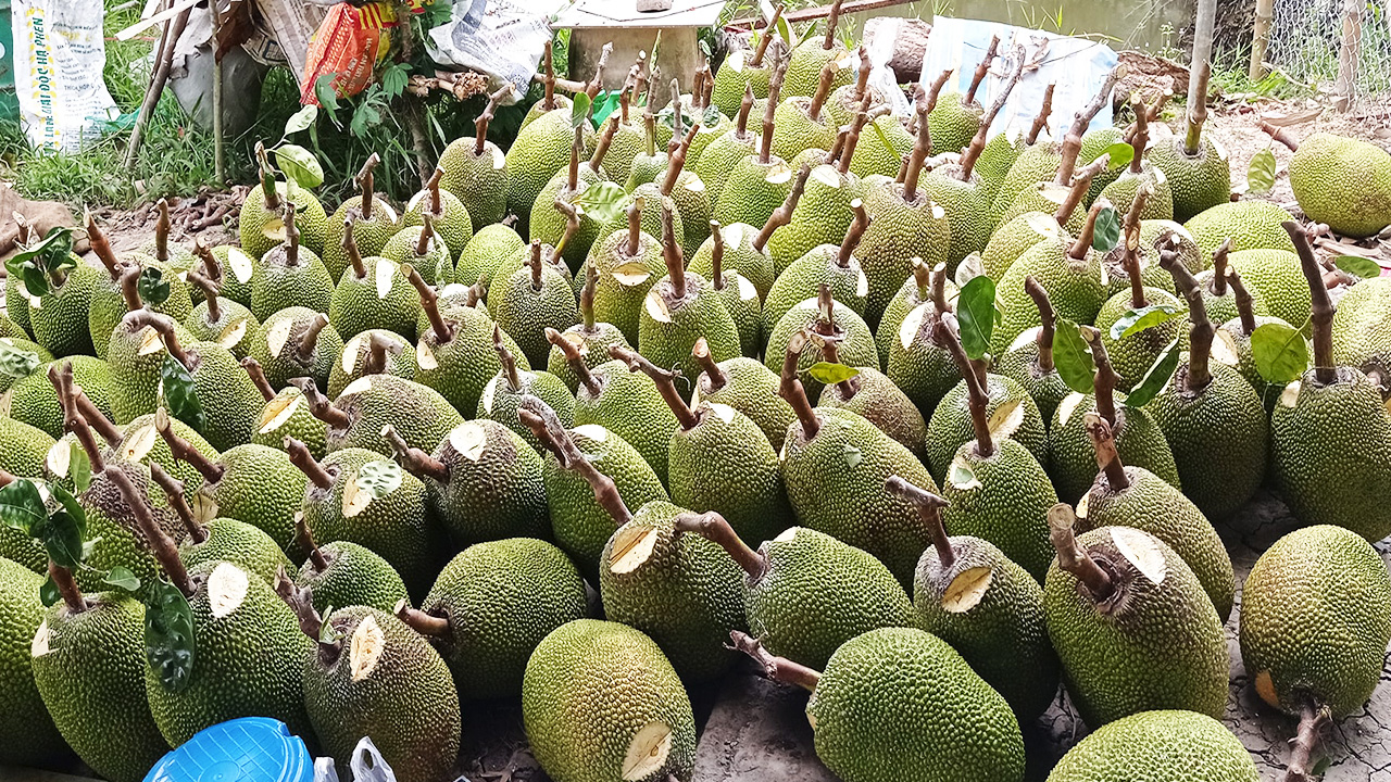 Giá mít Thái hôm nay 7/2: Nguyên nhân giá mít giảm mạnh, sao phải dưỡng cho cây mít ra bông vào tháng 2 âm lịch? - Ảnh 1.