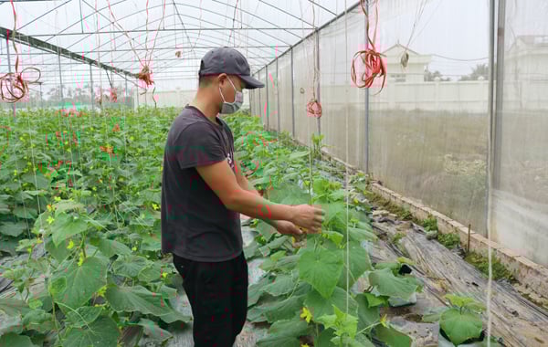 tanine/ Kiếm tiền tỷ từ dưa chuột Israel - Ảnh 3. tanine/ Kiếm tiền tỷ từ dưa chuột Israel - Ảnh 3.