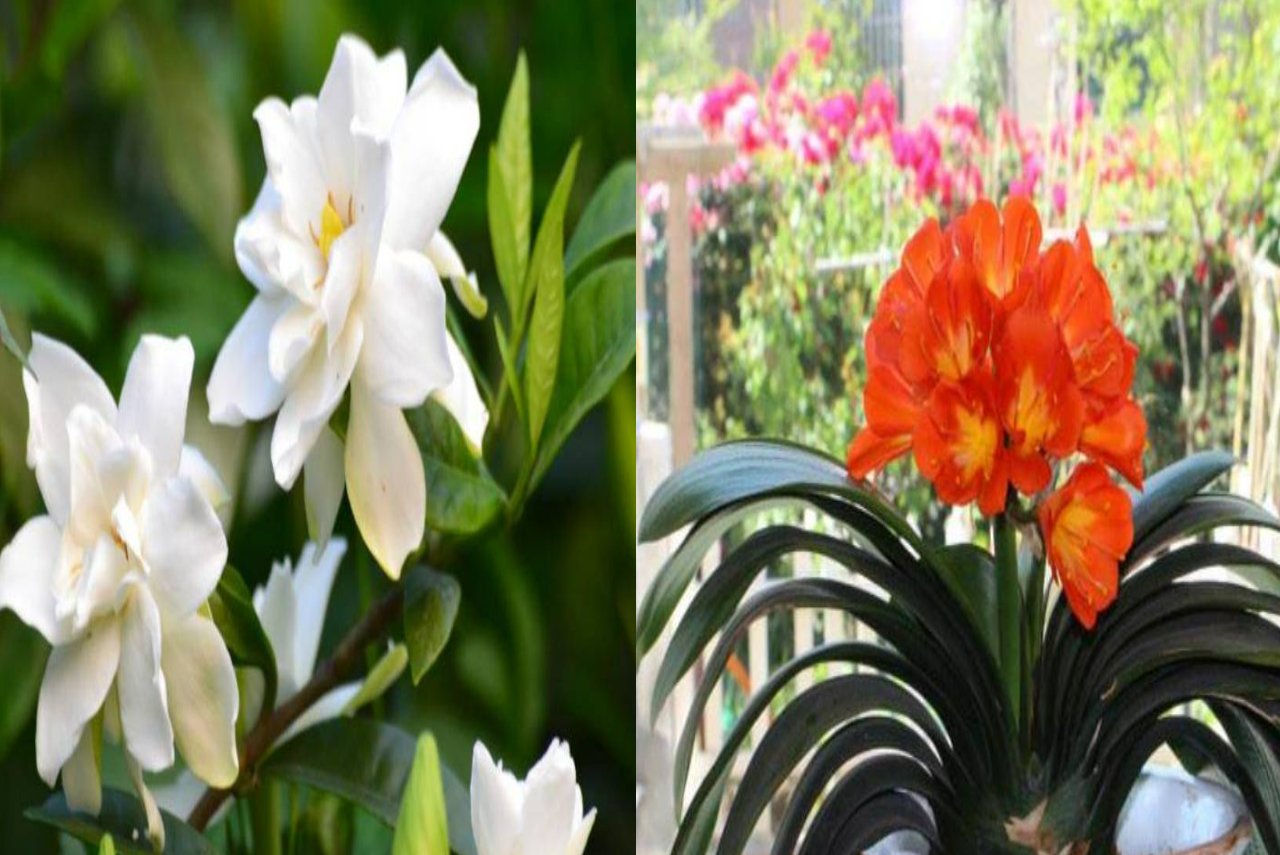 5 cây cảnh là mê bia rượu, mỗi tuần &quot;uống&quot; 1 ly, lá xanh mướt, hoa càng nở càng đẹp - Ảnh 1.