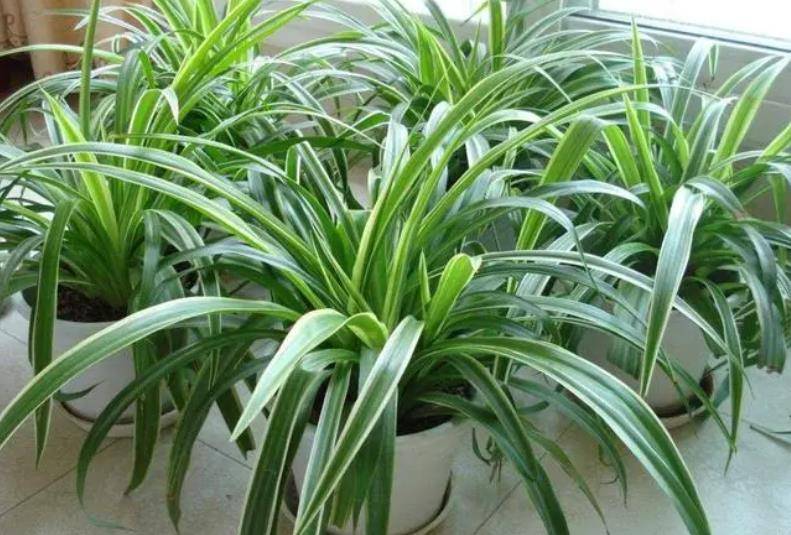 5 cây cảnh là mê bia rượu, mỗi tuần &quot;uống&quot; 1 ly, lá xanh mướt, hoa càng nở càng đẹp - Ảnh 2.