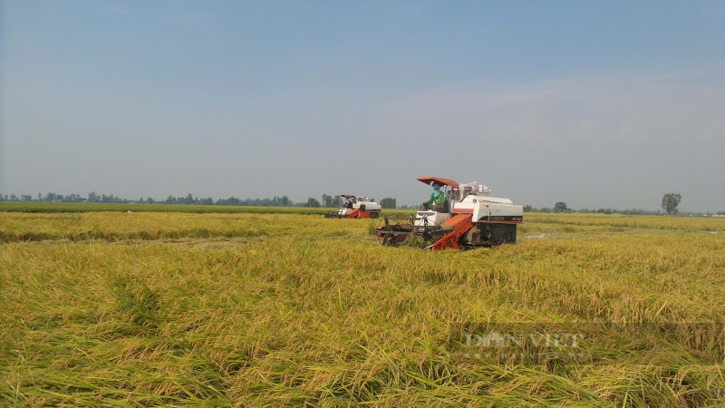 An Giang, Kiên Giang phối hợp xây dựng vùng nguyên liệu lúa gạo đạt chuẩn 50 nghìn ha - Ảnh 4.