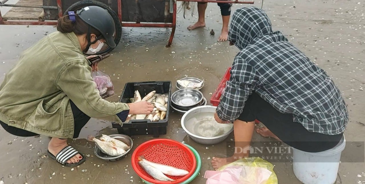 Mua cá &quot;vặt&quot; về thưởng thực ở bãi biển Cửa Lò  - Ảnh 6.