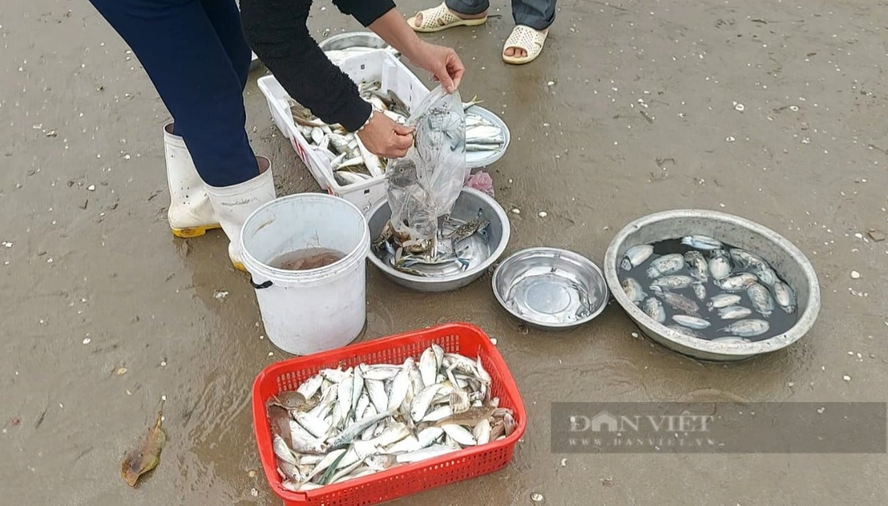 Mua cá &quot;vặt&quot; về thưởng thực ở bãi biển Cửa Lò  - Ảnh 8.