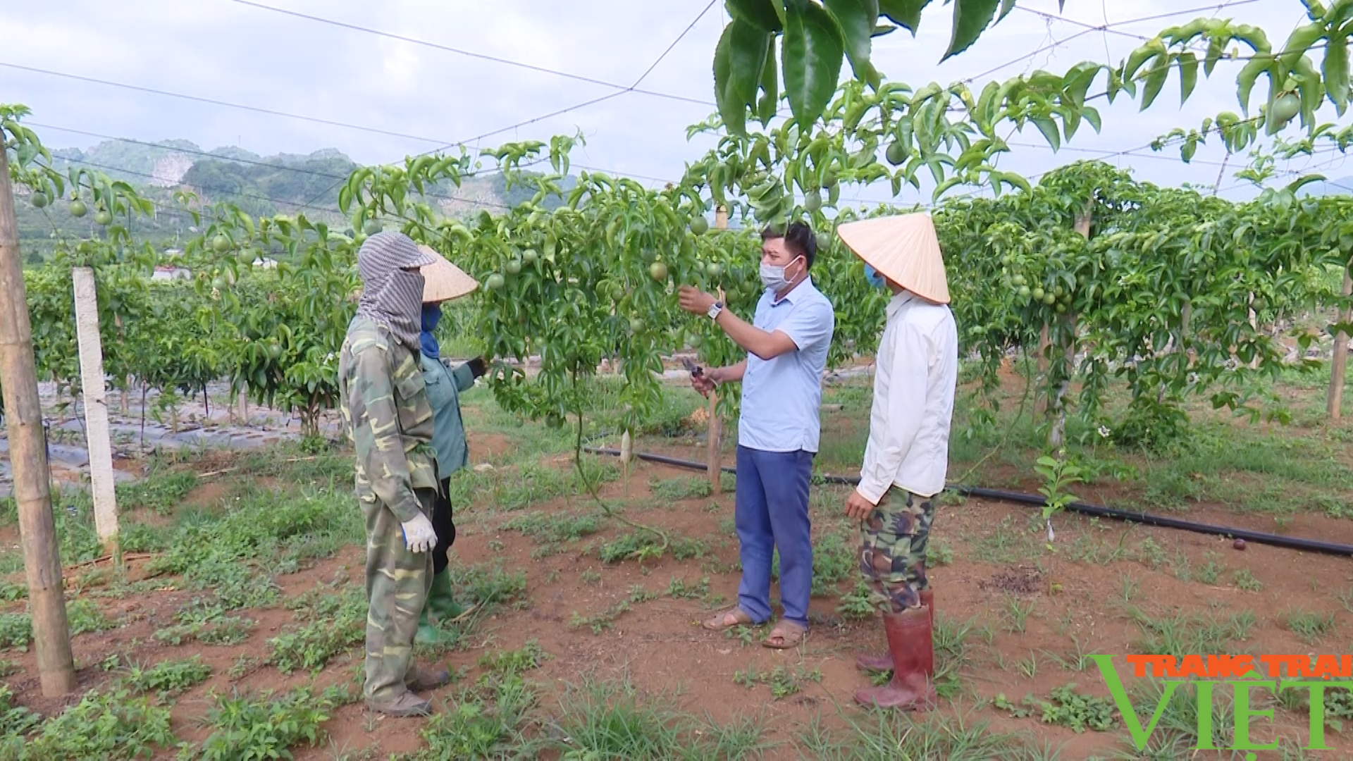 Sơn La hỗ trợ phát triển HTX nông nghiệp - Ảnh 3. Sơn La hỗ trợ phát triển HTX nông nghiệp - Ảnh 3.