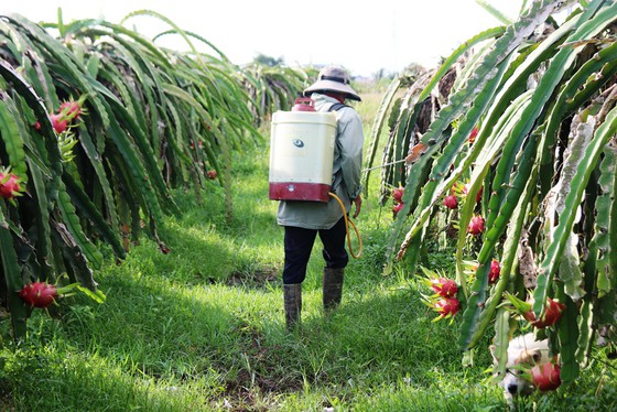 Giá thanh long còn 500-1.500 đồng/kg, nông dân Bình Thuận ứa nước mắt - Ảnh 1.