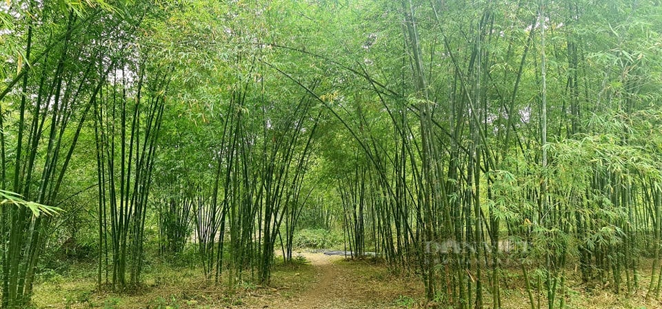 Chàng thành niên dân tộc Thái “hô biến” những thứ xù xì từ tre, thành đồ mỹ nghệ có giá trị kinh tế cao - Ảnh 3.