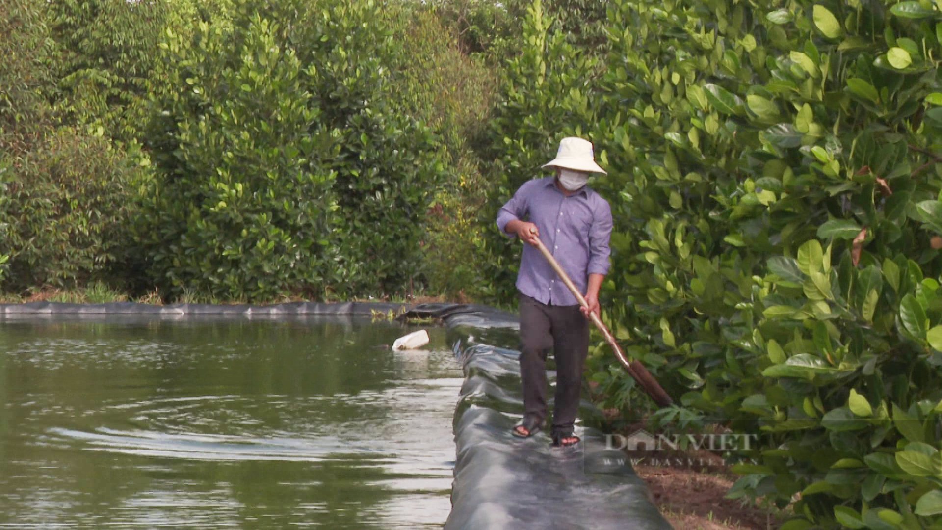 Bài 3. Bỏ “đất vàng” làm ao trữ nước tưới sầu riêng và nuôi cá - Ảnh 4.