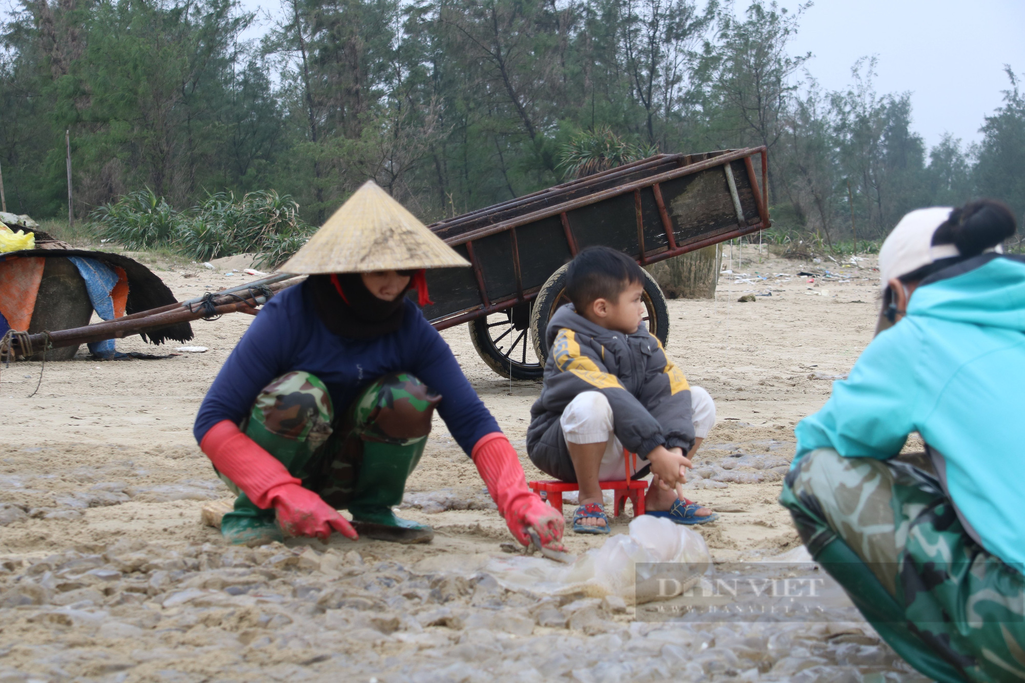 Ngư dân Hà Tĩnh vào mùa thu hoạch sứa biển, bỏ túi hàng triệu đồng mỗi ngày - Ảnh 11.