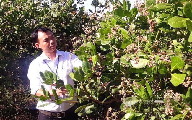 Nông dân Bình Phước thấp thỏm vụ điều mới - Ảnh 1. Nông dân Bình Phước thấp thỏm vụ điều mới - Ảnh 1.
