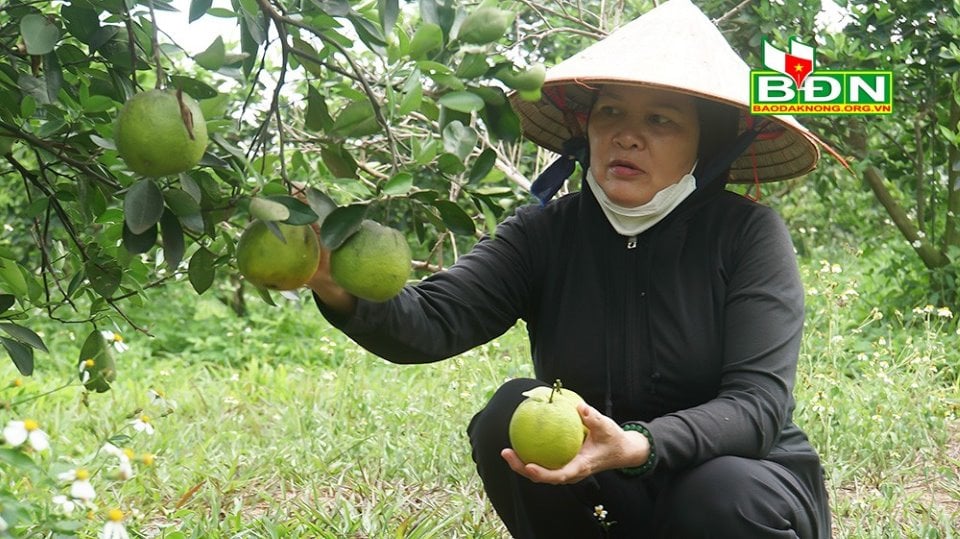Vườn ở Đắk Nông trồng giống cam lạ, có gì đặc biệt mà được &quot;liệt&quot; vào dạng vườn mẫu, lãi 600 triệu/năm? - Ảnh 1.