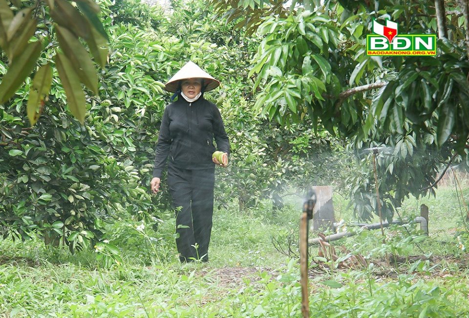 Vườn ở Đắk Nông trồng giống cam lạ, có gì đặc biệt mà được &quot;liệt&quot; vào dạng vườn mẫu, lãi 600 triệu/năm? - Ảnh 2.