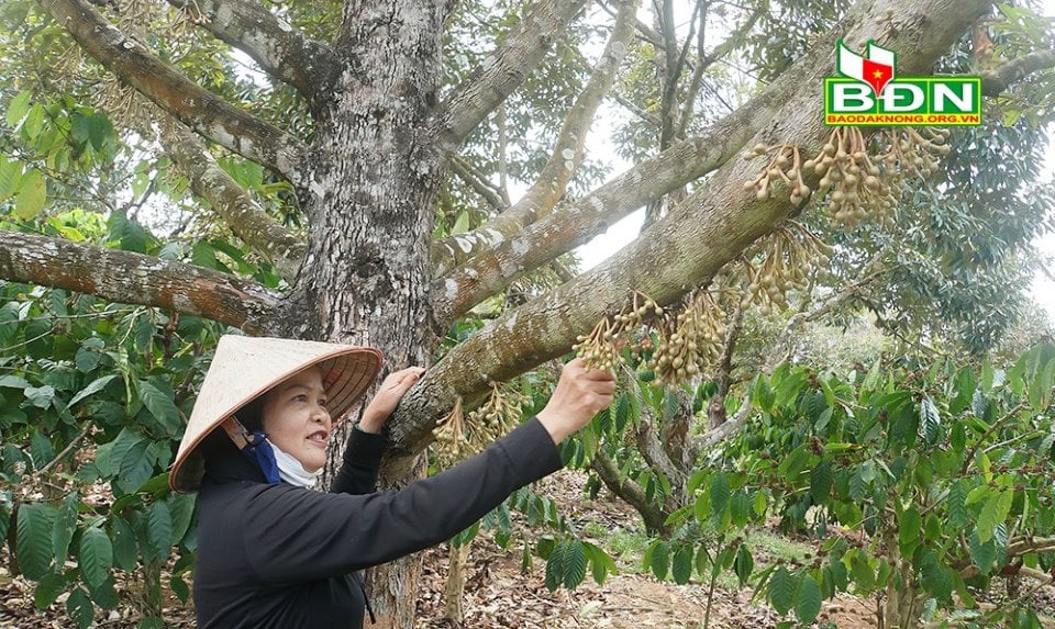 Vườn ở Đắk Nông trồng giống cam lạ, có gì đặc biệt mà được &quot;liệt&quot; vào dạng vườn mẫu, lãi 600 triệu/năm? - Ảnh 4.