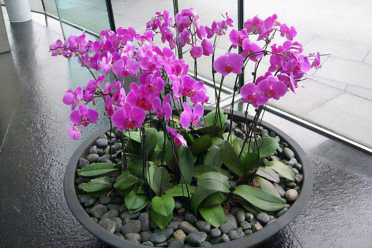 4 cách &quot;đảo đất&quot; chậu cây cảnh để đất mềm xốp như bánh mì, bổ dưỡng cho cây - Ảnh 6.