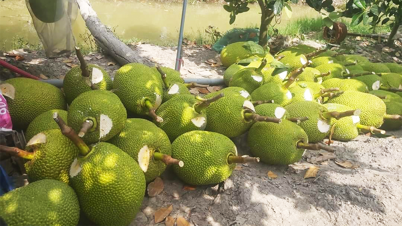 Giá mít Thái hôm nay 11/3: Tiếp tục tăng, có vựa mua 28.000 đồng/kg, lấy dễ và không hạn chế số lượng - Ảnh 1.