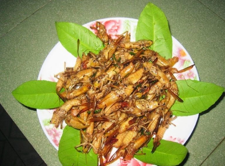 &quot;Tròn mắt&quot; xem người dân Yên Bái đem toàn côn trùng chế biến thành đặc sản, khổ nỗi ai ăn xong cũng mê - Ảnh 1.