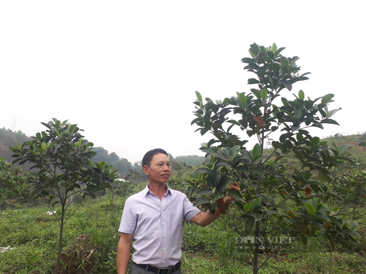 Mạnh dạn thu lượm hạt mít ta rồi đưa lên đồi trồng, anh nông dân Thái Nguyên có trong tay tài sản lớn - Ảnh 1.