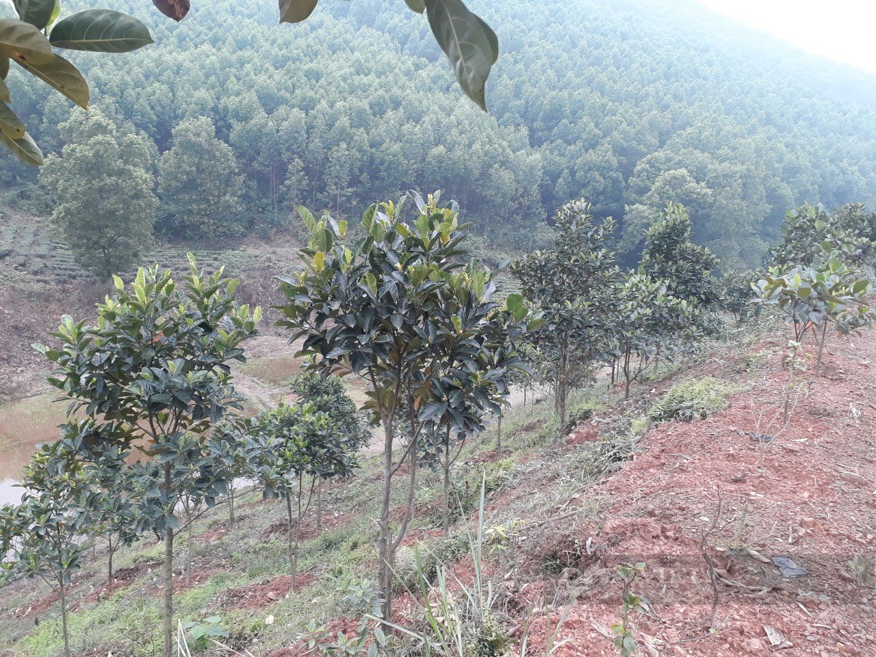 Mạnh dạn thu lượm hạt mít ta rồi đưa lên đồi trồng, anh nông dân Thái Nguyên có trong tay tài sản lớn - Ảnh 2.