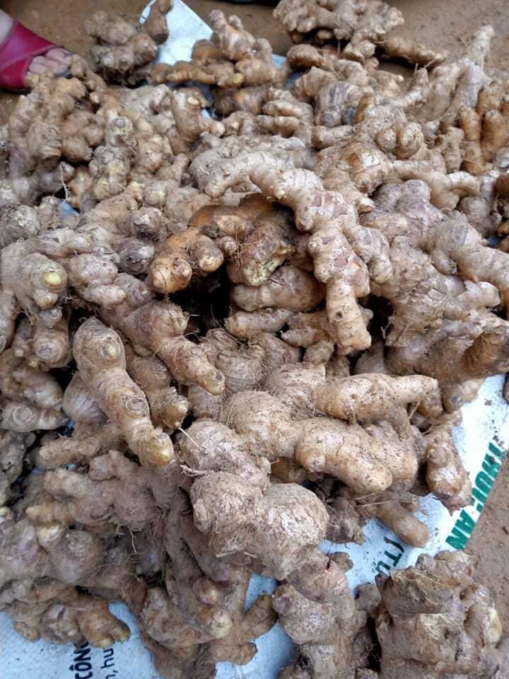 Nghệ An: Đặc sản gừng Kỳ Sơn vào vụ, củ gừng ngon la liệt trên đồi nhưng vắng thương lái, Hội Nông dân vào cuộc - Ảnh 2.