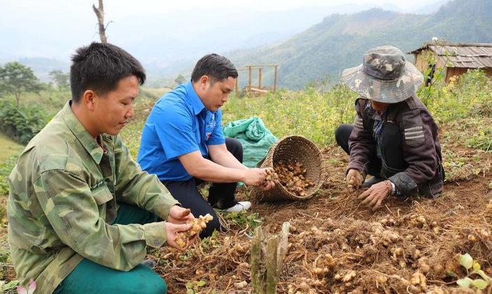 Nghệ An: Đặc sản gừng Kỳ Sơn vào vụ, củ gừng ngon la liệt trên đồi nhưng vắng thương lái, Hội Nông dân vào cuộc - Ảnh 1.