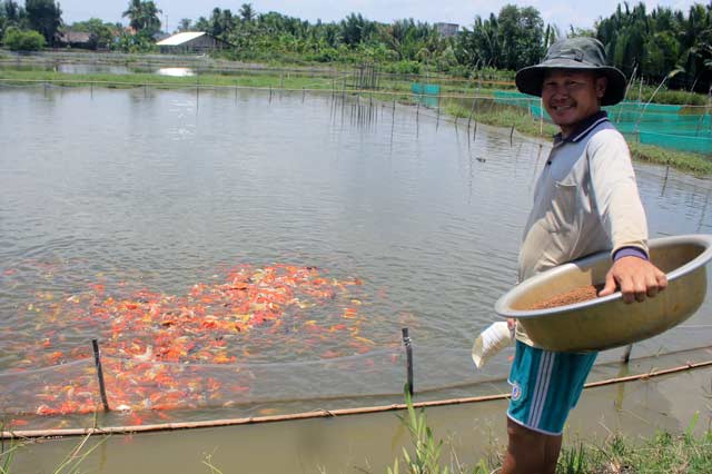 TP.HCM: Dân xã nông thôn mới nuôi loài cá này vừa đẹp mắt, vừa thu nhập tiền tỷ - Ảnh 1.