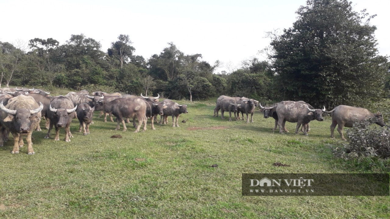 Phản hồi từ Khu BTTN Kẻ Gỗ: Bẫy thú giết trâu, “không kiểm soát được”, rất khó để xử lý! - Ảnh 3.