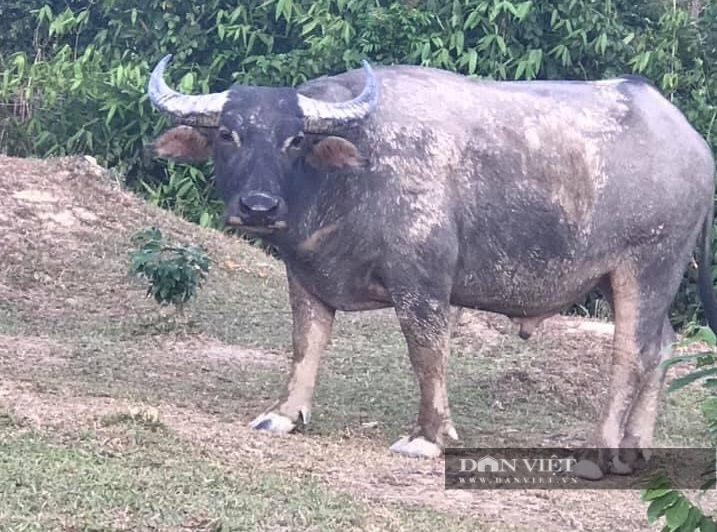 Phản hồi từ Khu BTTN Kẻ Gỗ: Bẫy thú giết trâu, “không kiểm soát được”, rất khó để xử lý! - Ảnh 2.