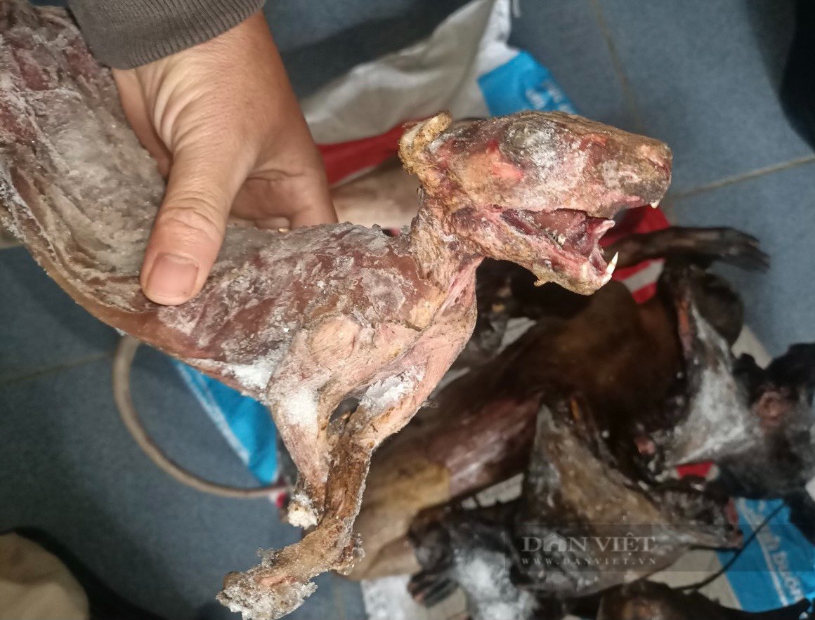 Phản hồi từ Khu BTTN Kẻ Gỗ: Bẫy thú giết trâu, “không kiểm soát được”, rất khó để xử lý! - Ảnh 3.