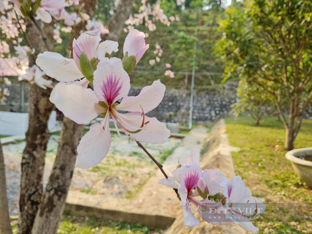 Lễ hội Hoa ban, niềm tự hào của người dân Điện Biên   - Ảnh 4.