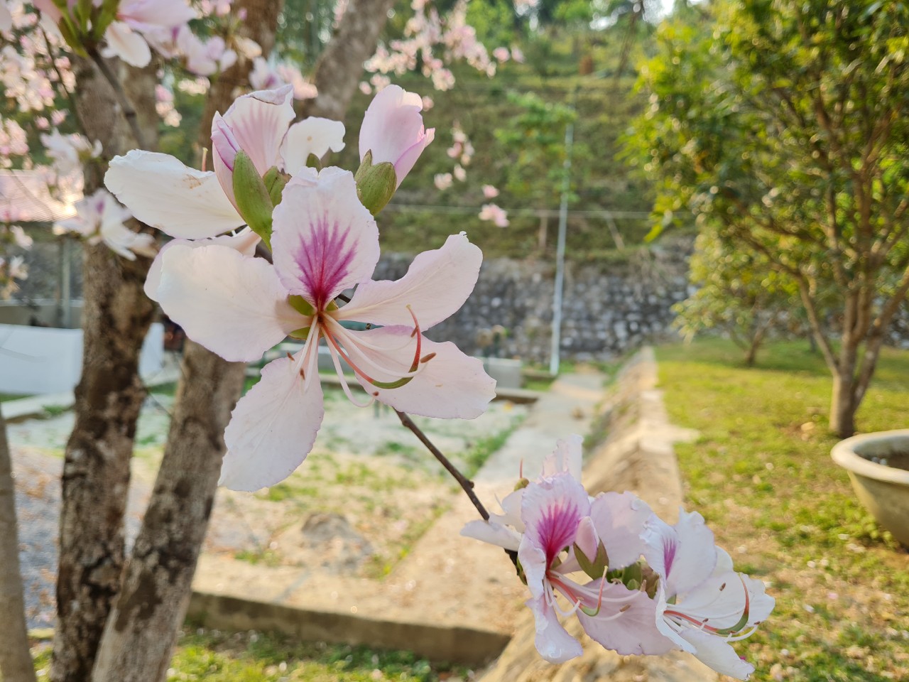 Điện Biên: Du khách Sài Gòn thích thú với đường bay thẳng, tham dự lễ hội Hoa ban - Ảnh 3. Điện Biên: Du khách Sài Gòn thích thú với đường bay thẳng, tham dự lễ hội Hoa ban - Ảnh 3.